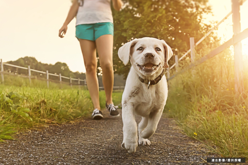 Owning a Dog May Encourage You to Exercise