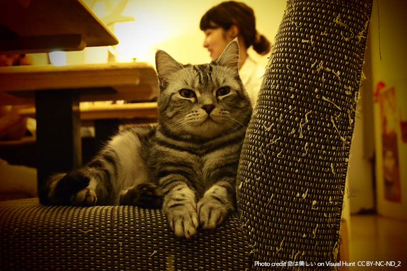 Do You Have a Pet?