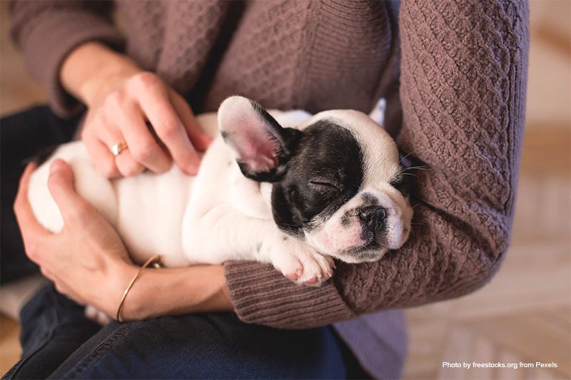 Adopting a Pet