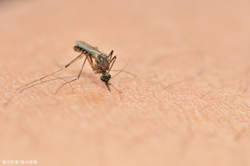 2 Japanese Encephalitis Cases Confirmed in Kaohsiung