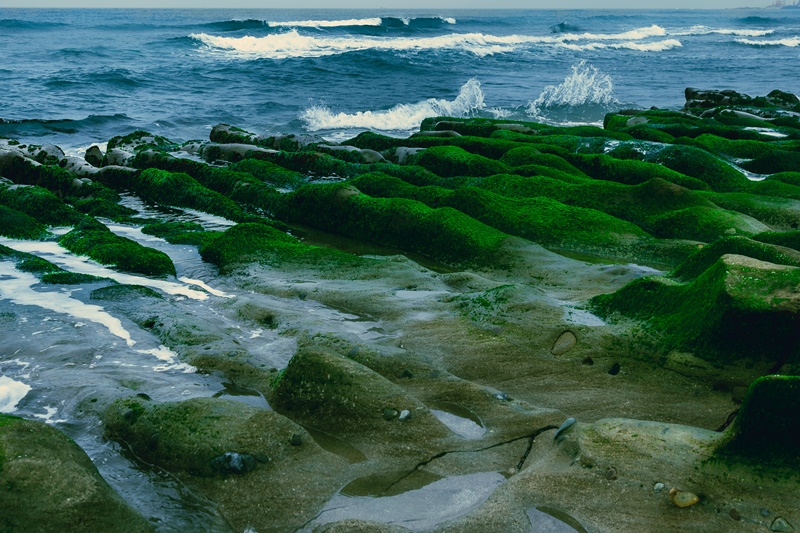 Save Algae Reef: Environmental Groups to Hold Massive March in Taipei