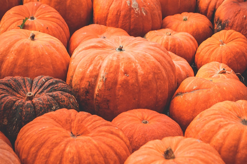 A Champion Pumpkin