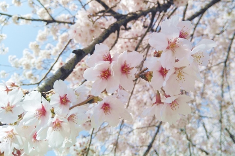 Japan’s Cherry Blossoms Bloom in October Due to Unusual Weather