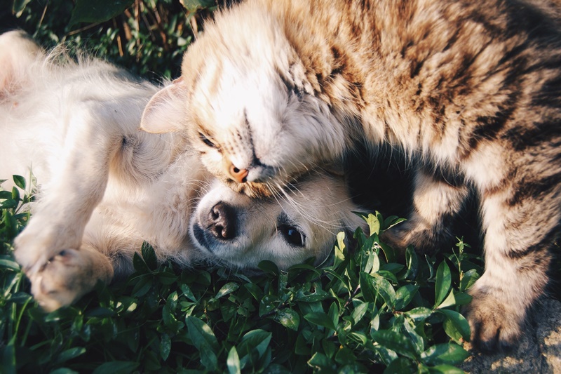Diagnosing a Pet
