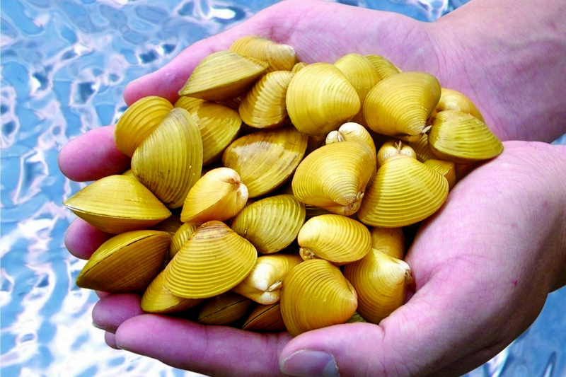 Taiwan’s Unique Gift to the World