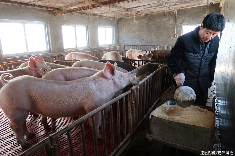 Serious African Swine Fever in China