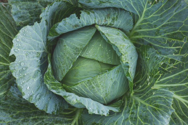 Have you bought cabbage recently?