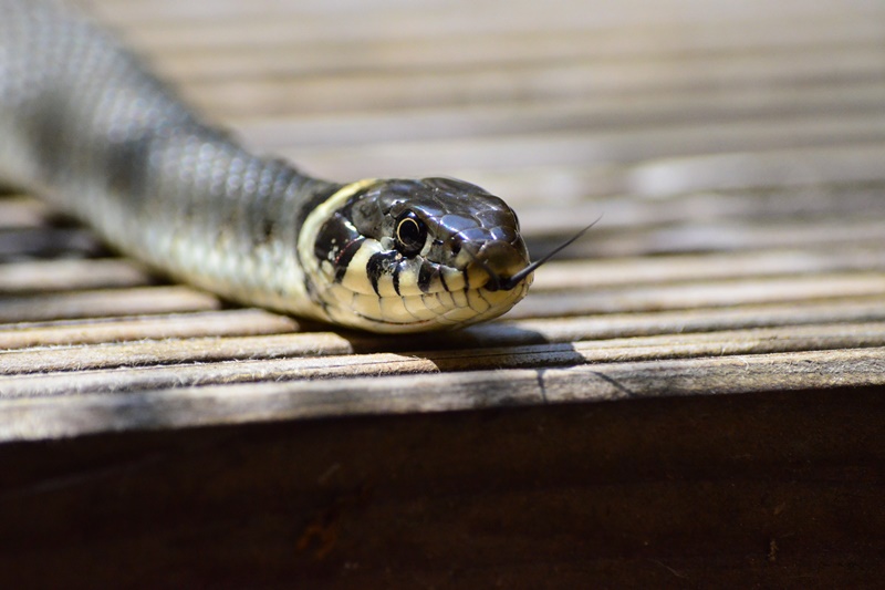 What to Do When You Get Bitten by a Snake?