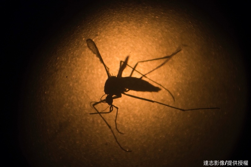 Watch Out for Dengue Fever