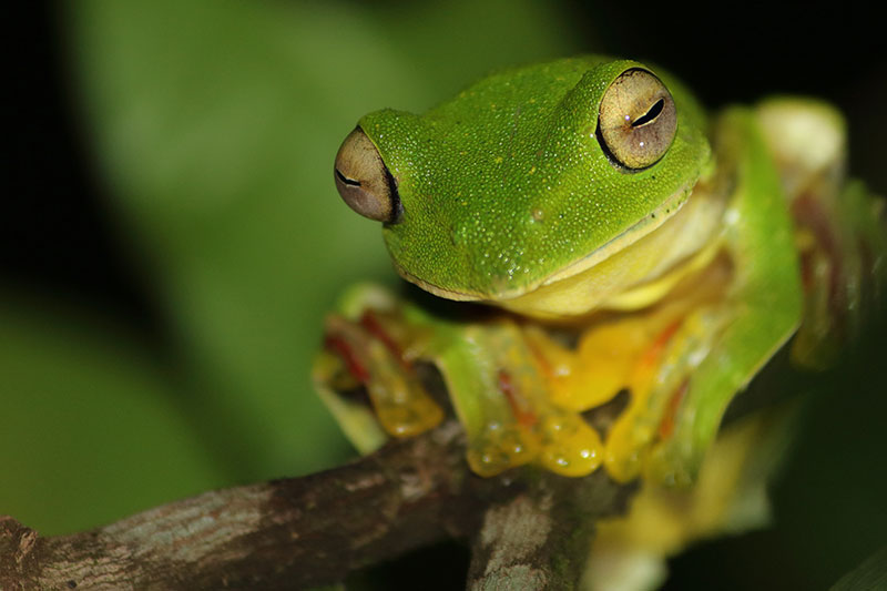 Have You Seen the Glass Frogs?