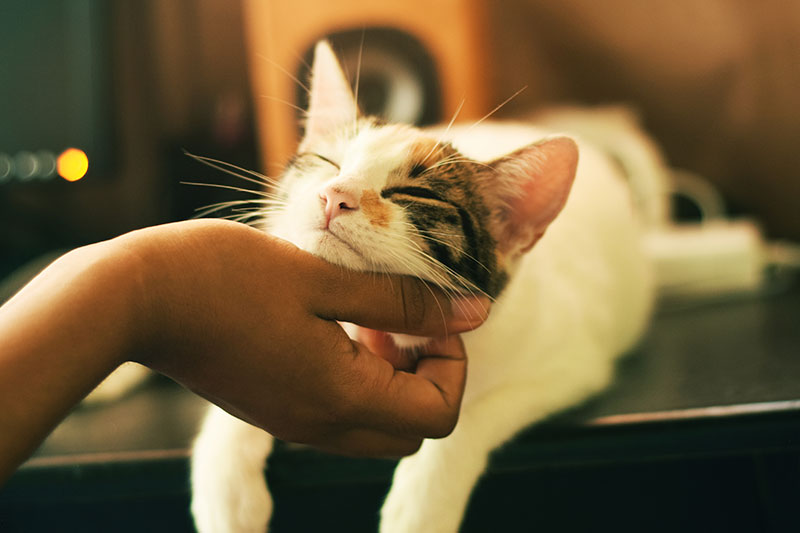 Does Your Pet Cat Understand You?