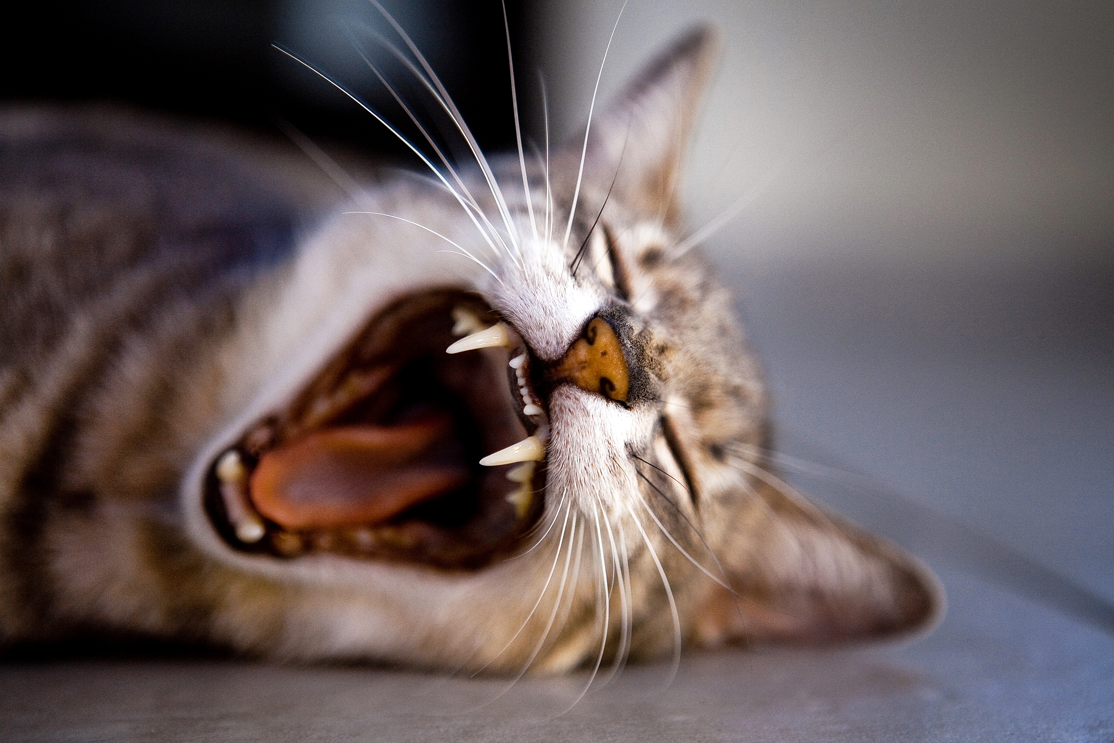 Watch Out for the Cat Scratch Disease