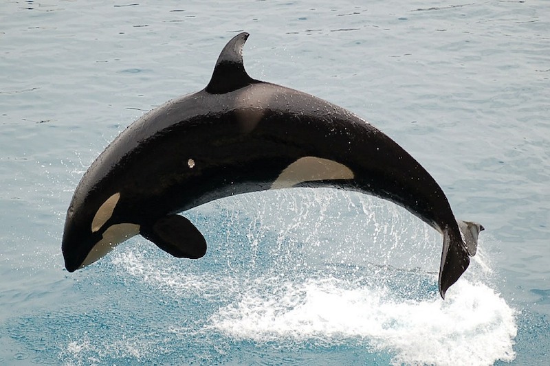 Let’s Go Whale Watching!