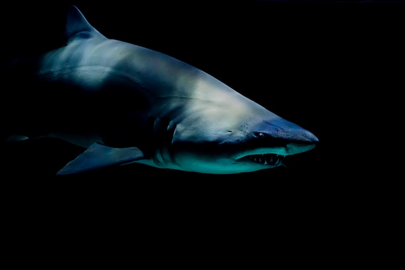 Dad Punches Shark to Save His Daughter