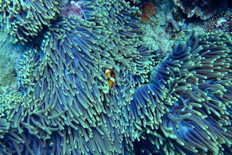 Pantone Introduces New Colors to Raise Alarm About Corals