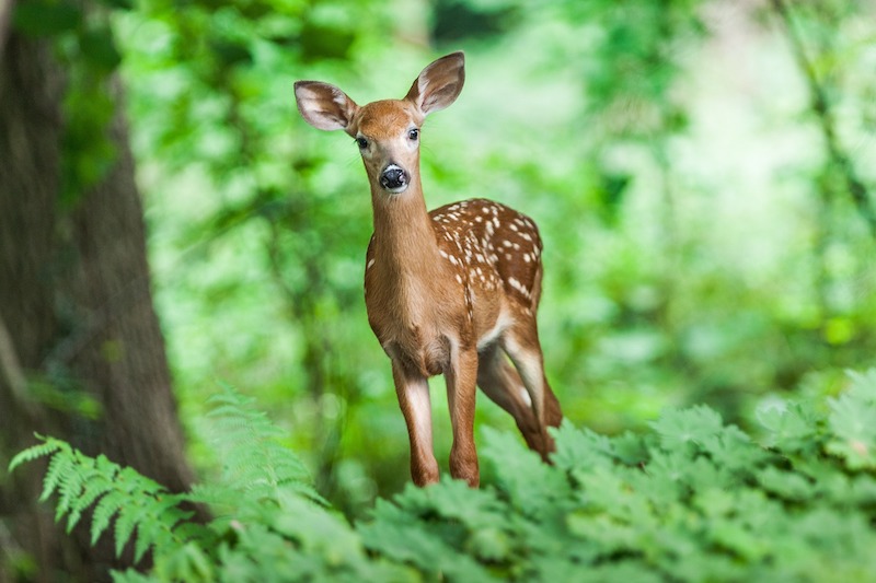 Let’s Go to Bambi Land