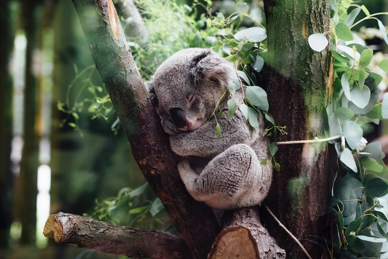Koalas Are Not Allowed to Work Overtime