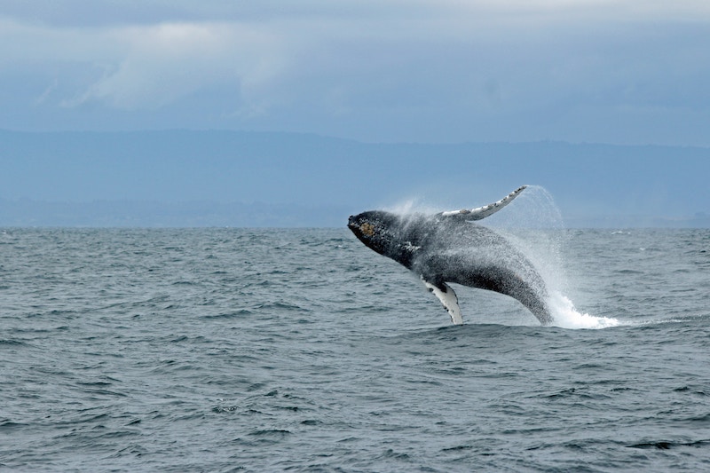 Japan Resumes Whale Hunting After Three Decades
