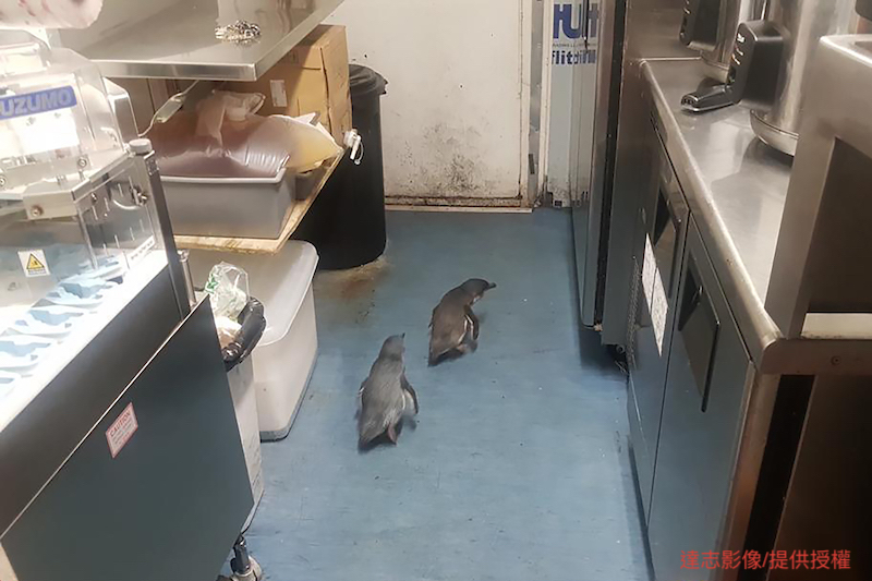 New Zealand Penguins Love Sushi