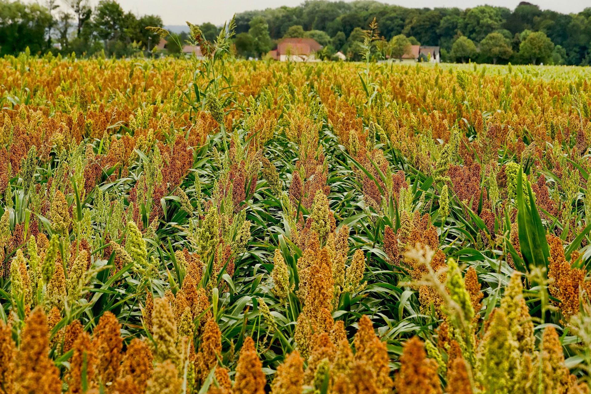 Fall Armyworm Invades Kinmen’s Sorghum Crops