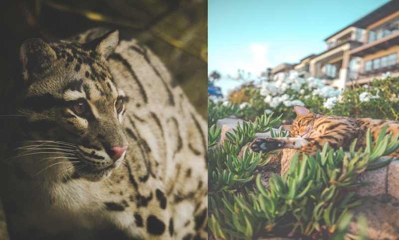 Copycat Controversy Comes to a Happy Ending