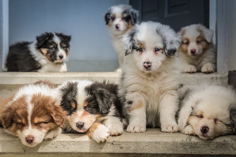 Giving Away Puppies