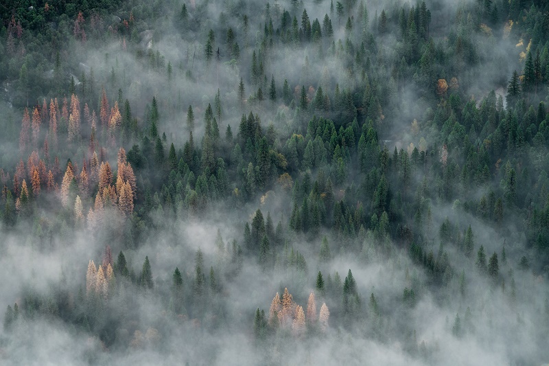 Indonesian Forest Fires Turn Skies Red