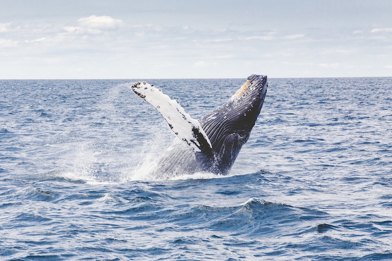 Save the Whales and We Save the Climate?