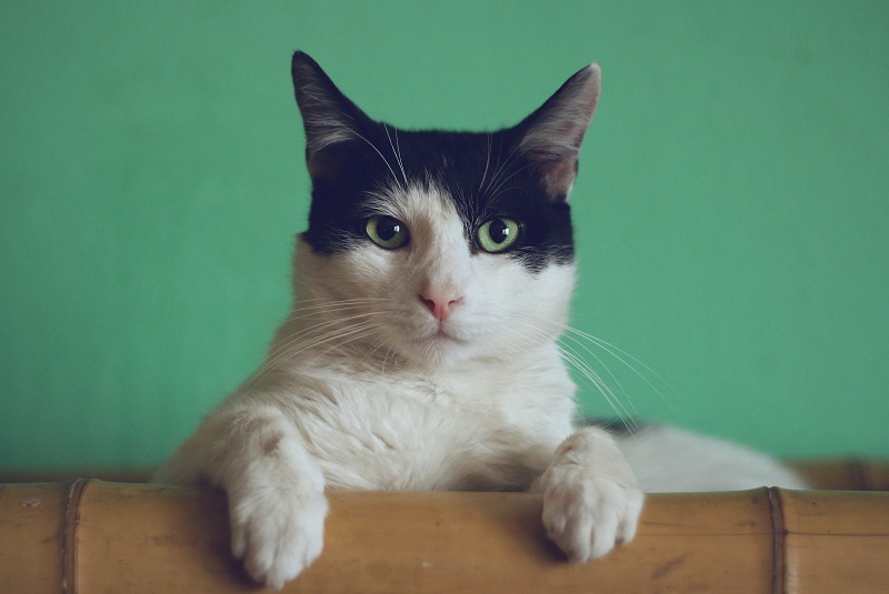Can You Feed My Cat?