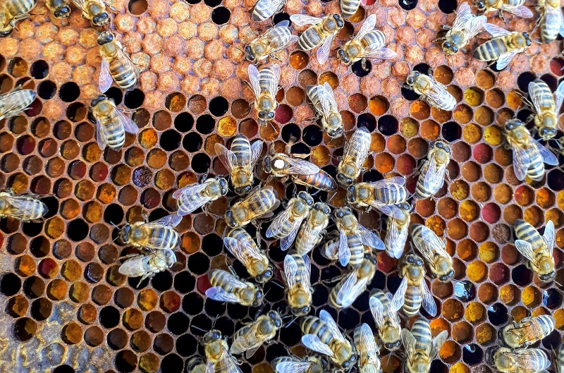 Meet McHive: McDonald’s for Bees