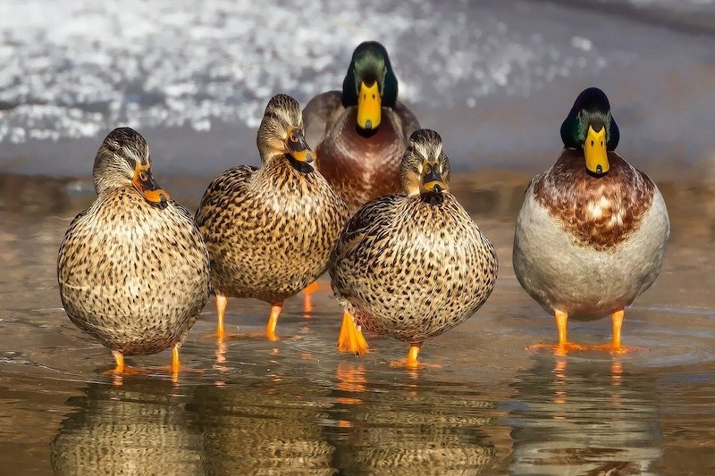 China Sends Chickens and Ducks to Fight Locusts