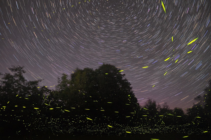 Watching Fireflies