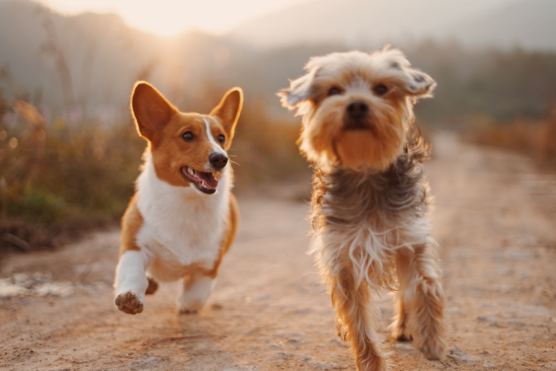A Pet-Friendly Restaurant