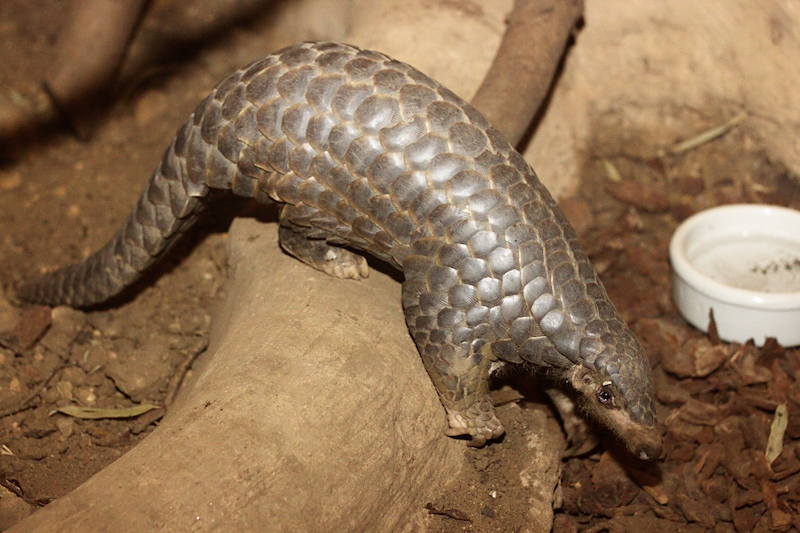 Wildlife Crime Endangers Not Only Biodiversity but Also Human Health
