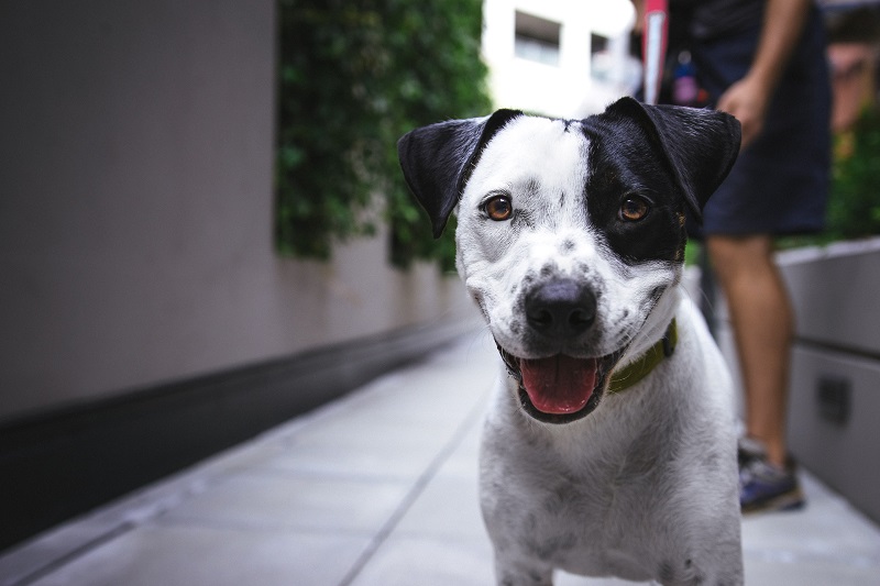 Looking After a Dog for a Friend