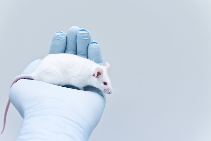 Can Humans Hibernate Like Certain Animals?