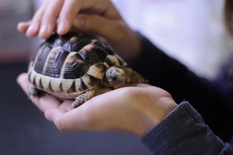 Which Animals Make Good Pets?