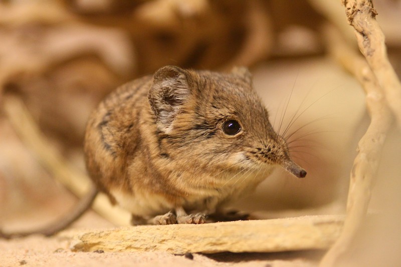 Elephant Shrew Rediscovered in Djibouti After Decades