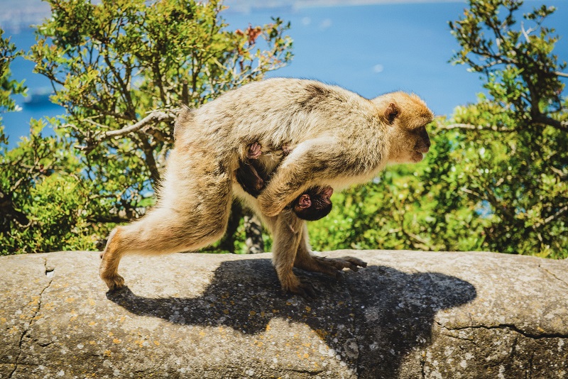 Formosan Macaque Carrying Its Lost Baby