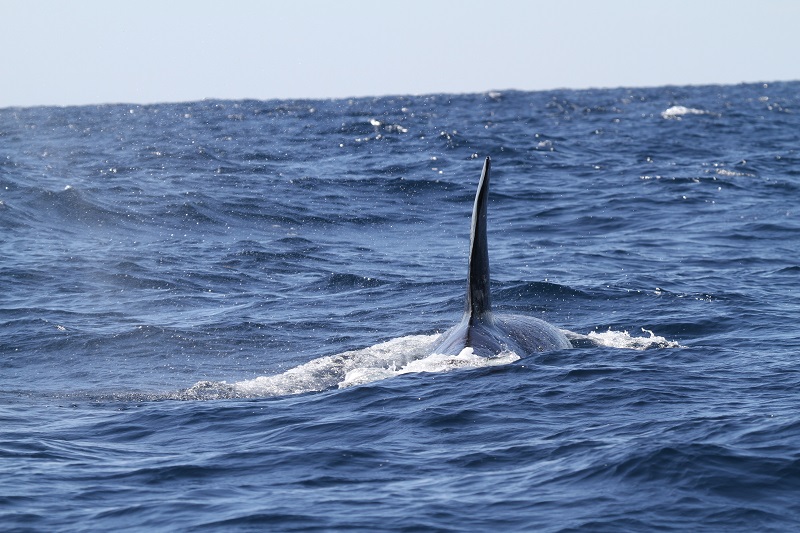 Blue Whale Spotted in Australia