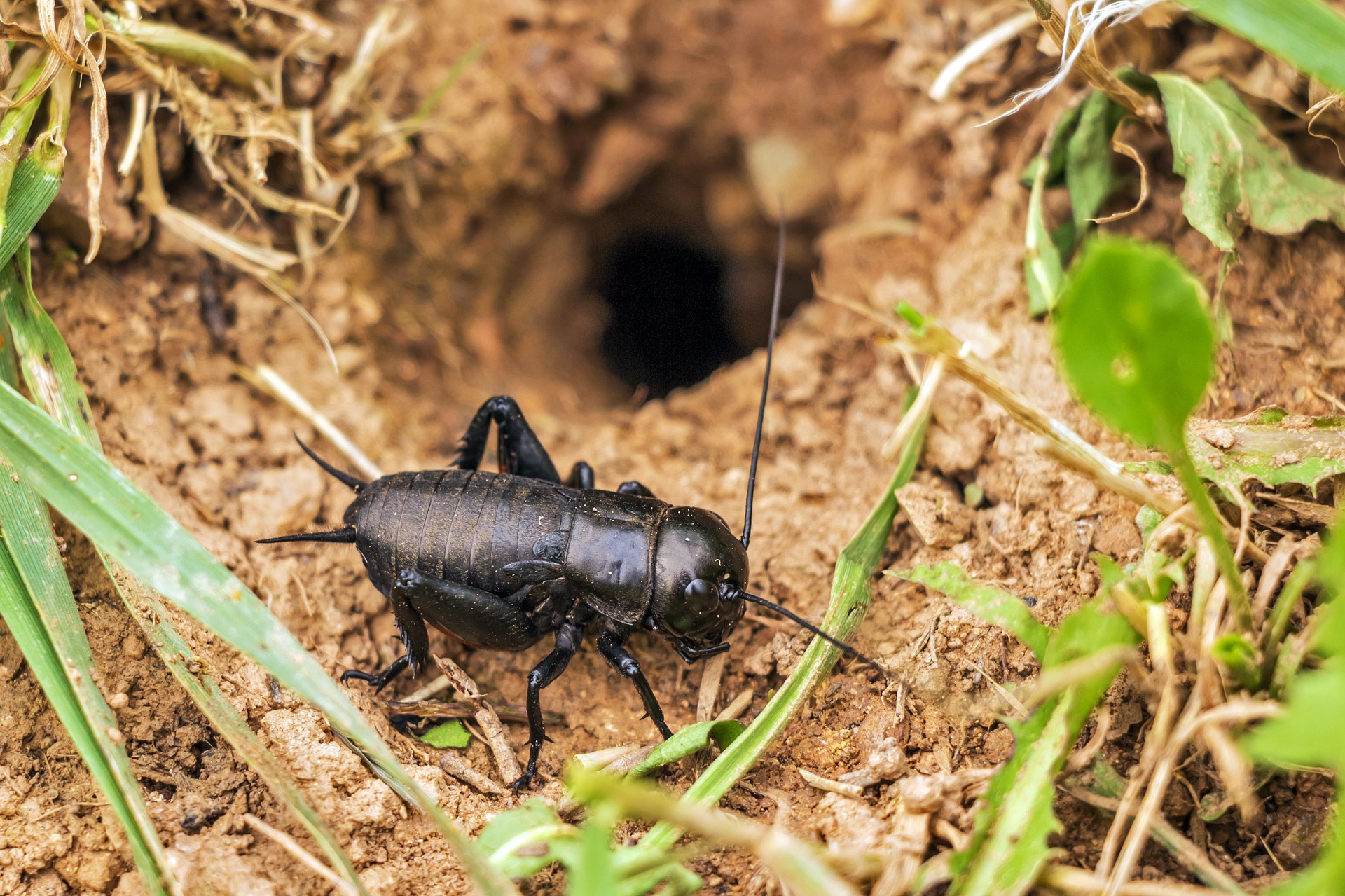 Insect Food Is the Future