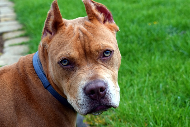 Taiwan to Ban Pit Bulls
