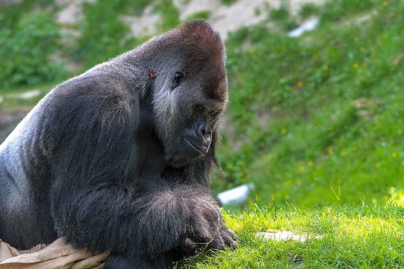 Humans Wiped Out 68% of Wildlife in 50 Years, Says WWF