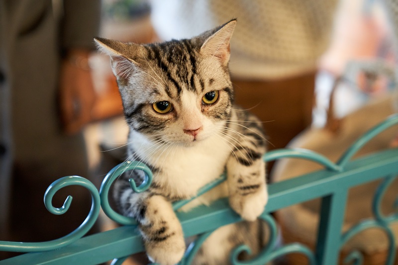 A Nursing Home with Pets