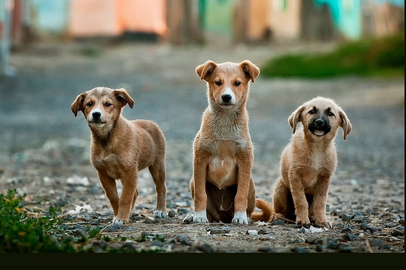 Scary Stray Dogs