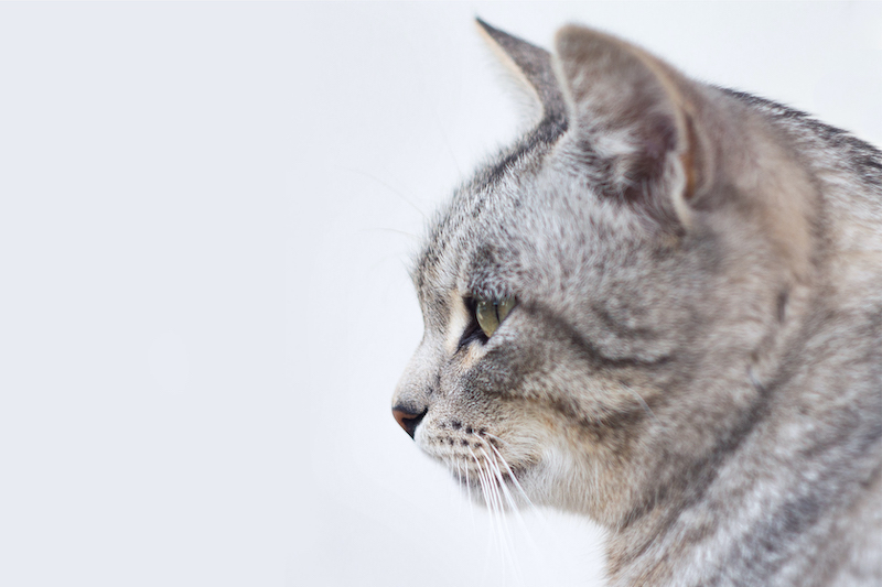 Cat Abuse Video Goes Viral on Social Media