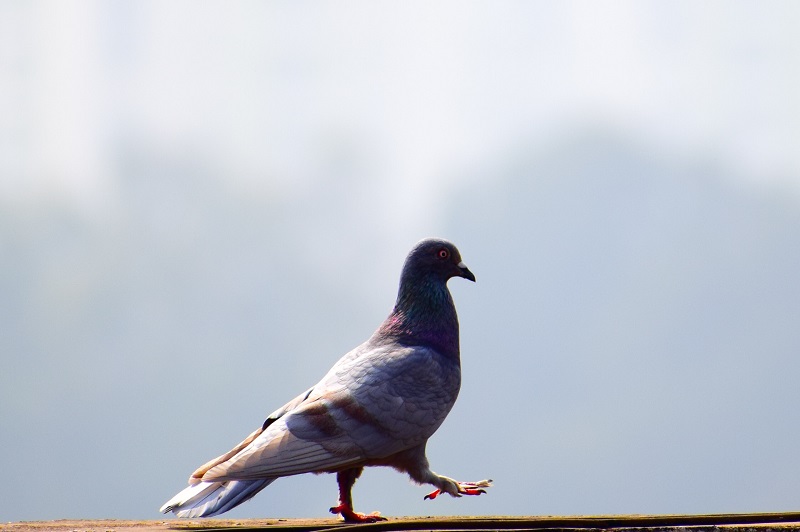 Belgian Racing Pigeon Sold for Record US$1.9 Million