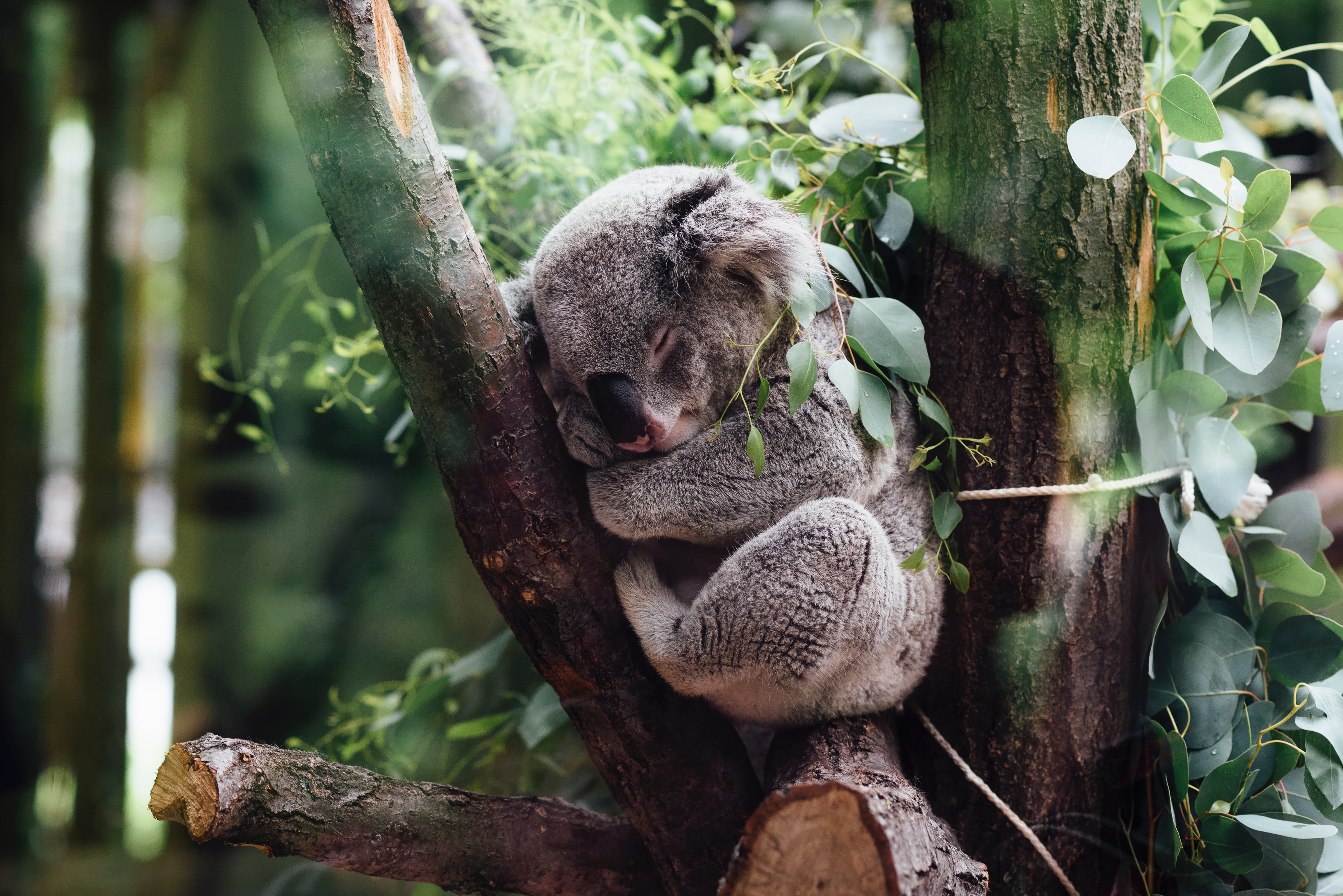 Koala Breaks Into Home and Climbs Christmas Tree