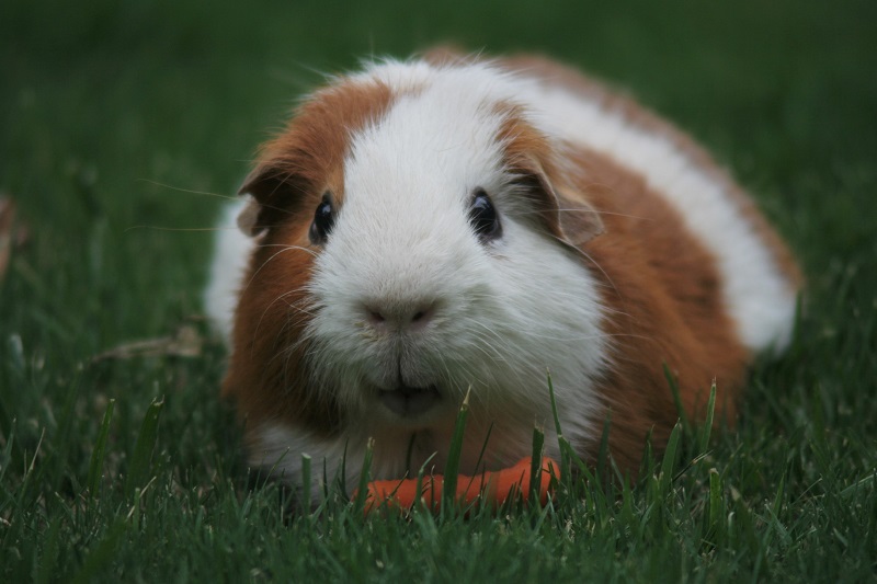 “PUIPUI” the Guinea Pig Car