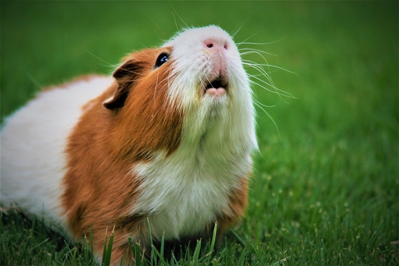 Take Care of the Guinea Pig Yourself